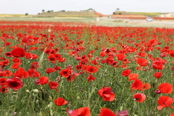 Rood papaverveld — Stockfoto