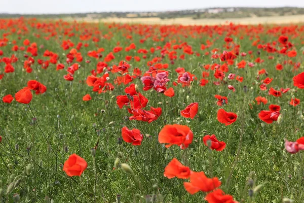 Wild rural red poppies field — Stock Photo, Image