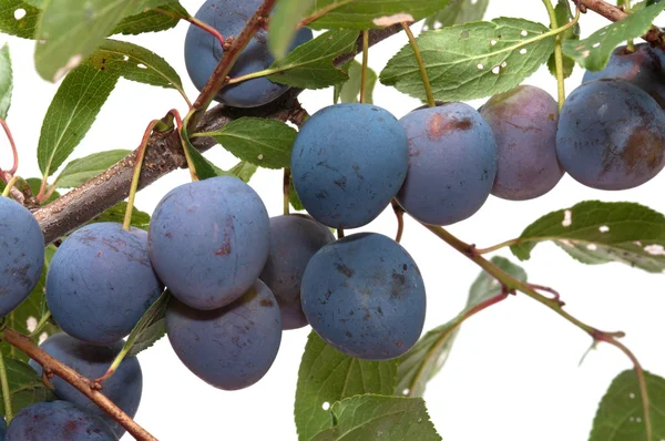 Plums. — Stock Photo, Image