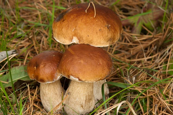 Tres ceps . —  Fotos de Stock