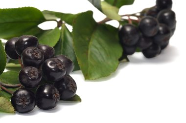 Aronia.