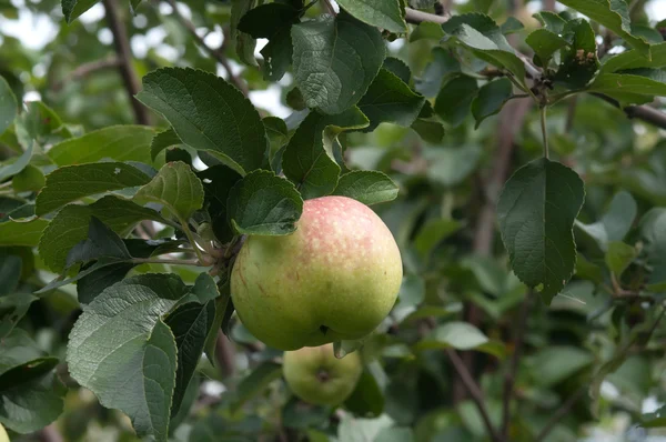 Manzana. — Foto de Stock