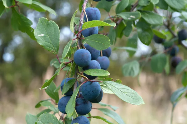 Sloe. — Stockfoto