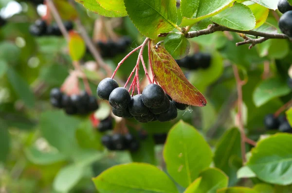 Aronia.. — Foto de Stock