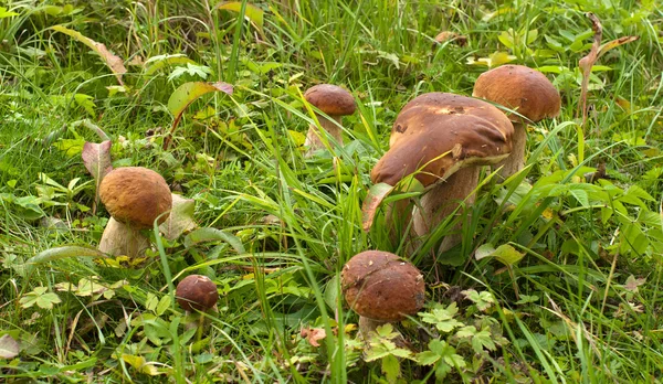蘑菇；蘑菇. — 图库照片
