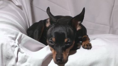 Rus oyuncak korkunç.