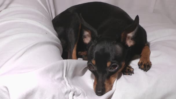 Russian toy terrier. — Stock Video