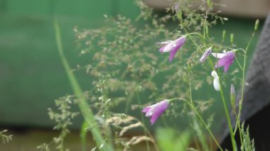 Bellflower.