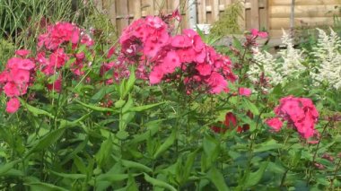 Phlox.