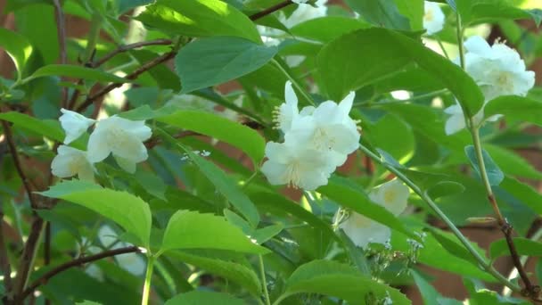 Jasmim florescente . — Vídeo de Stock