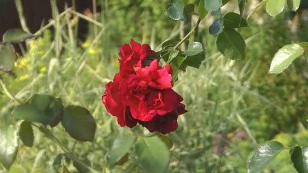 Red roses. — Stock Video