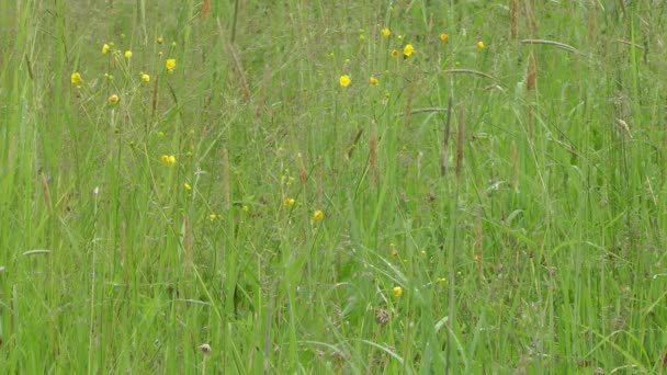 Zomer weide. — Stockvideo