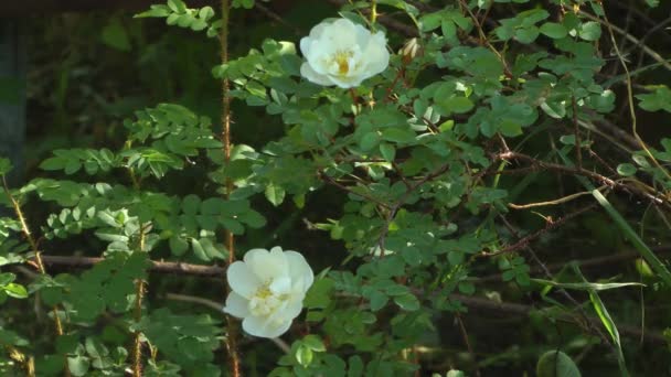 Rosas brancas . — Vídeo de Stock