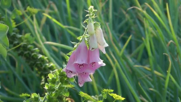 Campanula. — Vídeo de Stock