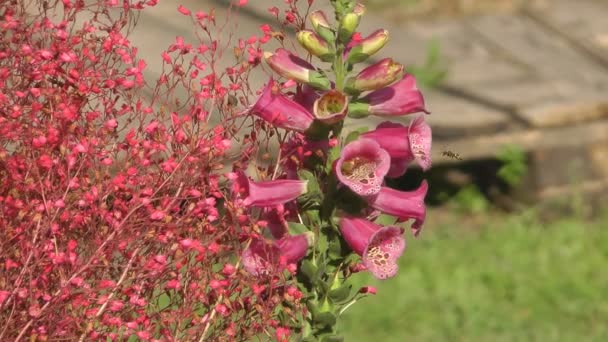 Campanula. — Vídeo de Stock