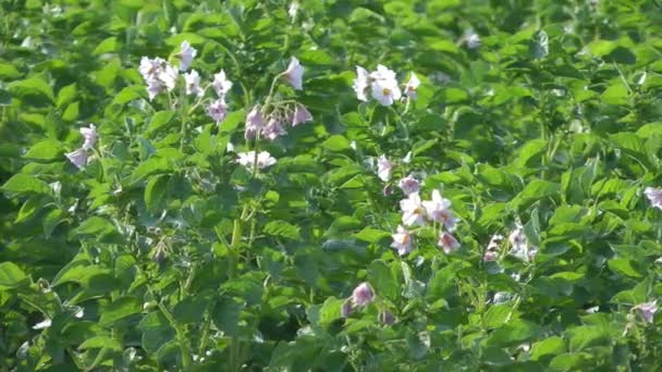 Bloeiende aardappelen. — Stockvideo