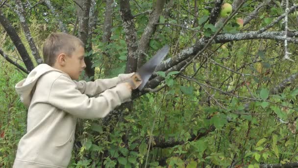 Boy saws. — Stock Video