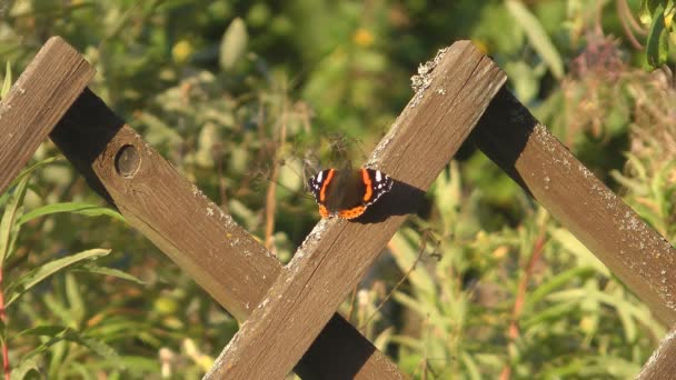 Vanessa Atalanta — Stockvideo