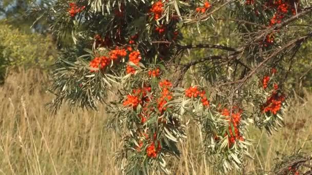 Sea-buckthorn. — Stock video