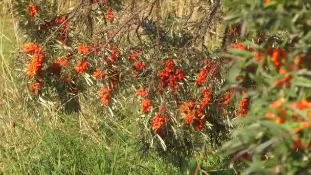 Sea-buckthorn. — Stock Video