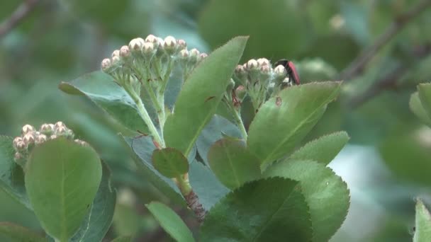 Blossoming aronia. — Stock Video
