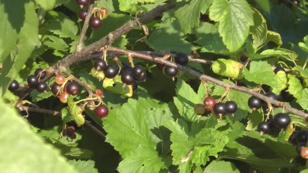 Blackcurrant. — Stock Video