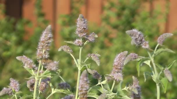 Fleurs de menthe .