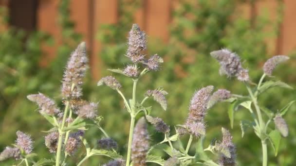 Mint flowers. — Stock Video