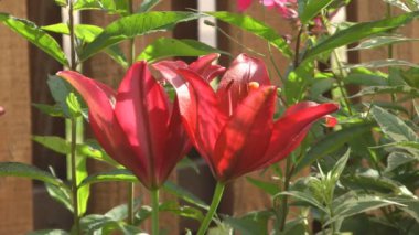 Lily.
