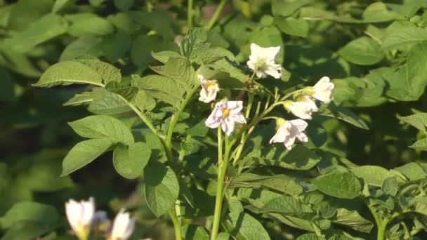 Blossoming potatoes. — Stock Video