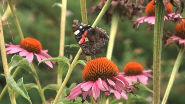 Vanessa Atalanta