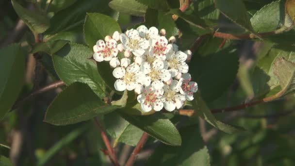 Aronia floreciente . — Vídeos de Stock