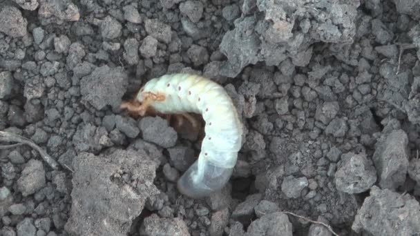 Larva. — Video Stock