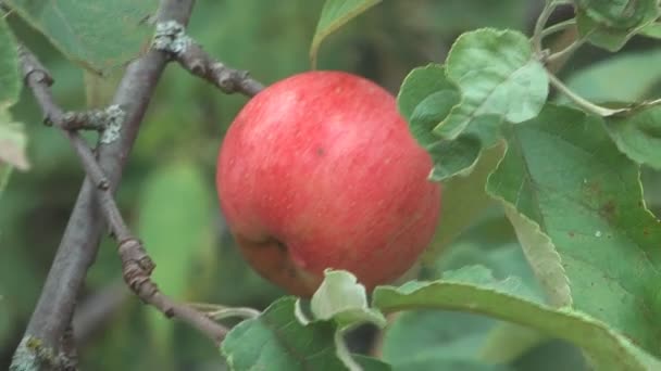 Elma ağacı. — Stok video