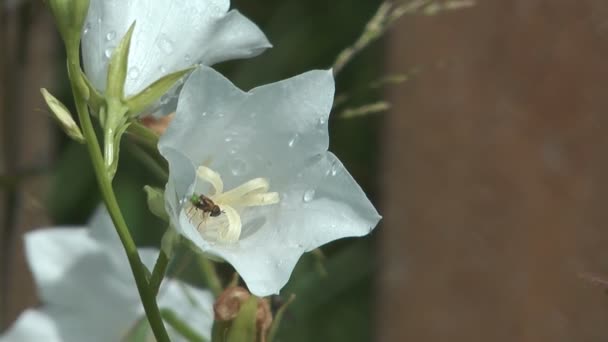 Campanula blanca . — Vídeo de stock