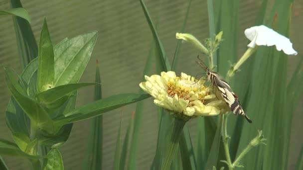 Machaon. . — Vídeo de stock