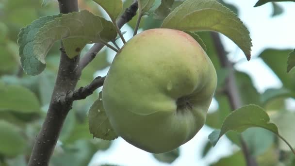Apfel. — Stockvideo