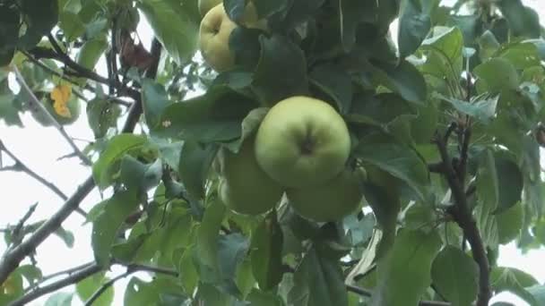 Groene appels. — Stockvideo