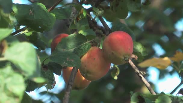 Manzanas rojas . — Vídeos de Stock