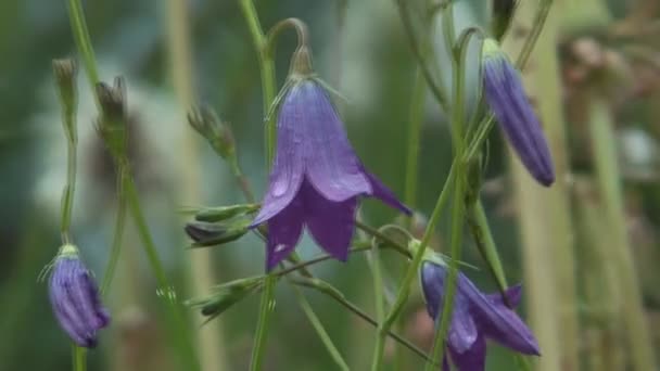 Bellflower. — Stockvideo