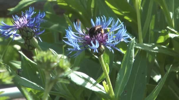 Blue cornflower. — Stock Video