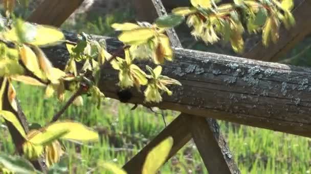 Bush honeysuckle. — Stock Video