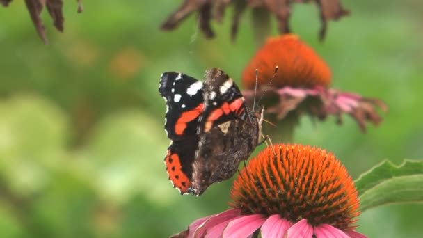 Vanessa atalanta — Stock Video