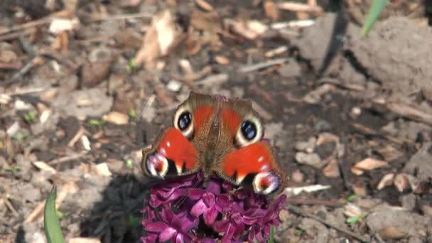 Peacock. — Stock Video