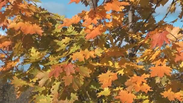 Arce de otoño . — Vídeos de Stock