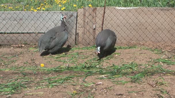 Gallina perla . — Vídeos de Stock