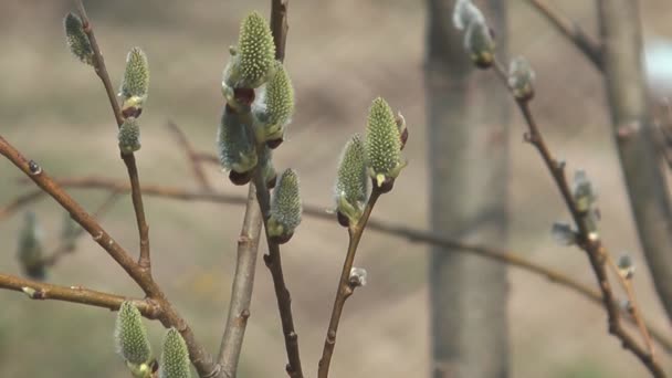 Pussywillows . — стокове відео