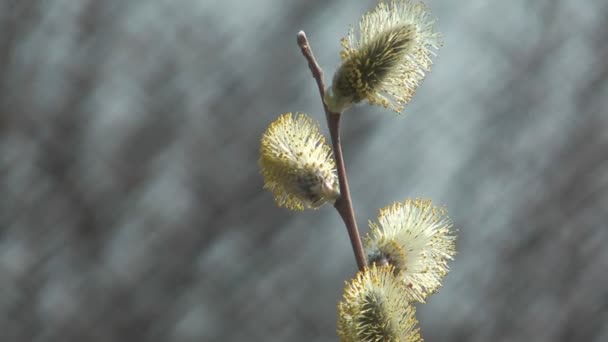 Pussywillows. — Stock Video