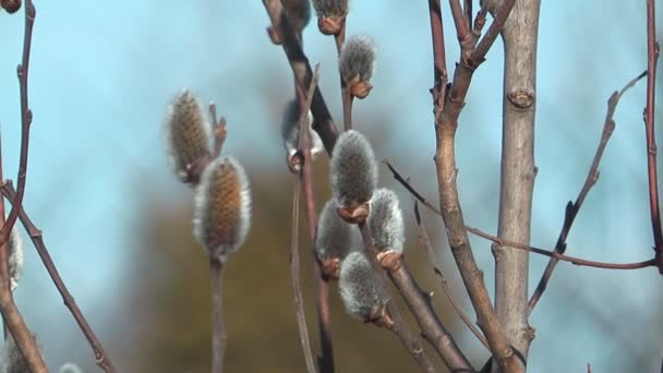 Pussywillows. — Stock video