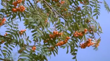 Kırmızı ashberry.
